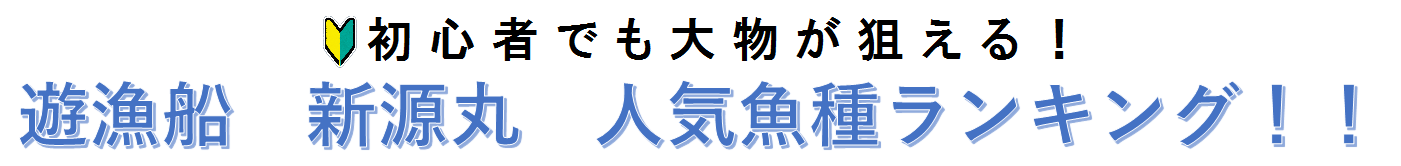 初心者でも大物が狙える！遊漁船新源丸の人気魚種ランキング