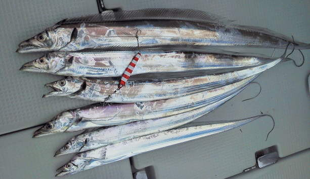 遊漁船新源丸のおススメターゲット第一位は太刀魚です。
